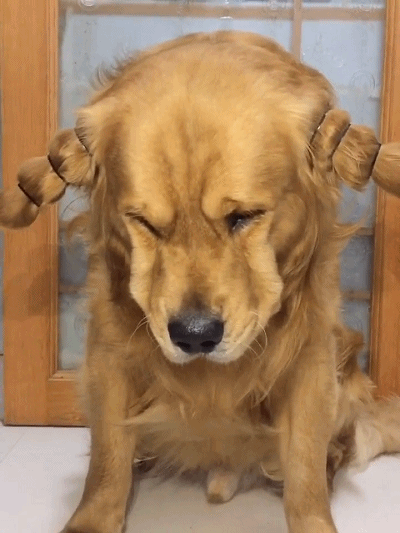 宠主一番操作后,金毛满脸生无可恋:伤害性不大,侮辱性极强呀