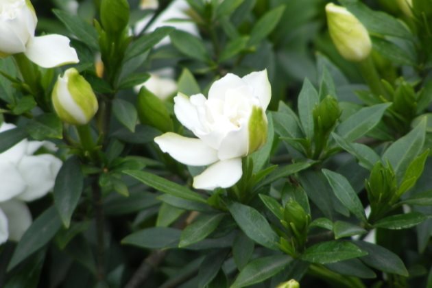 梔子花怎麼養才長得好長得快