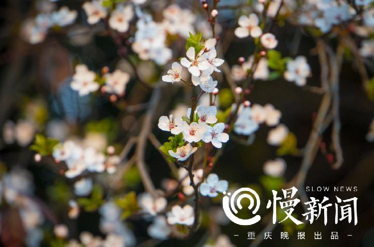 2月到4月 两江新区八大公园群邀你来赏花 腾讯新闻