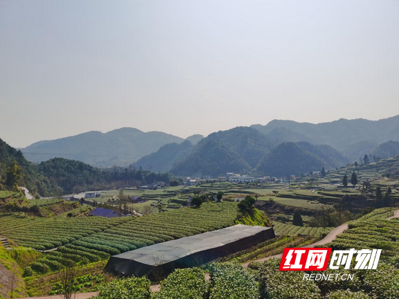 脱贫攻坚样板村丨吉首市隘口村：茶叶走出“黄金”幸福小康路_腾讯新闻