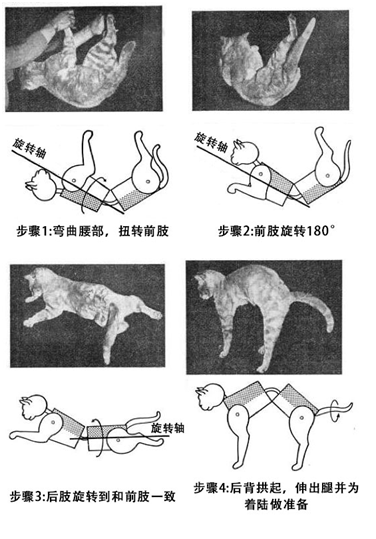 猫咪|俗话说“猫有九条命”，为什么猫咪从高空坠落不容易摔死？