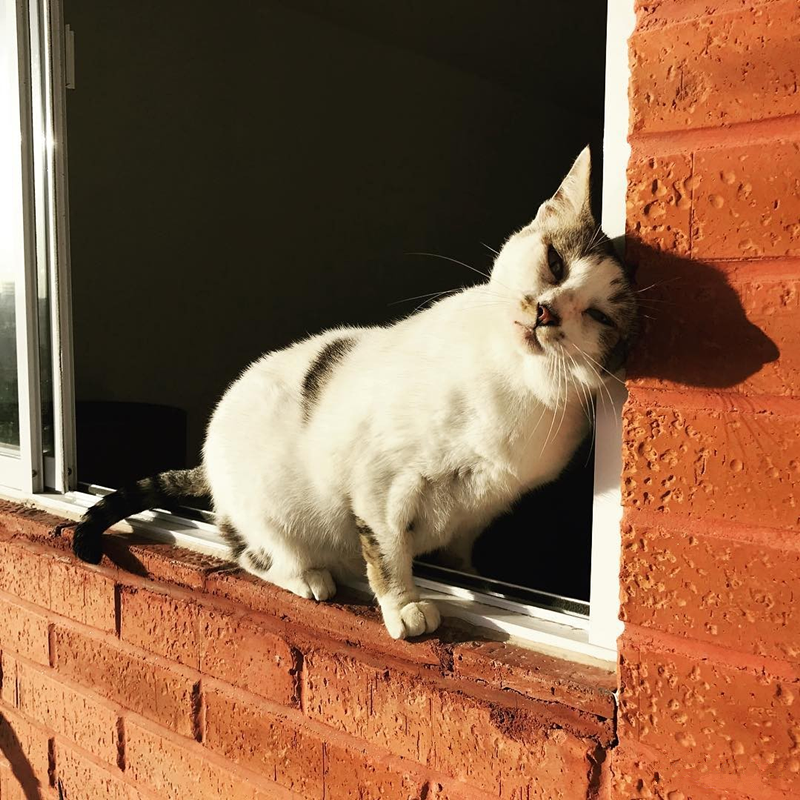 猫咪|俗话说“猫有九条命”，为什么猫咪从高空坠落不容易摔死？