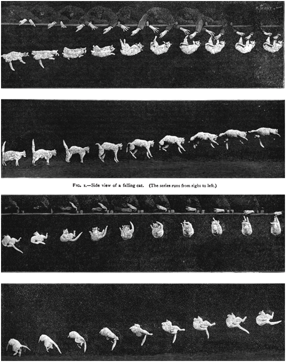猫咪|俗话说“猫有九条命”，为什么猫咪从高空坠落不容易摔死？