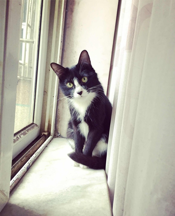 猫咪|俗话说“猫有九条命”，为什么猫咪从高空坠落不容易摔死？