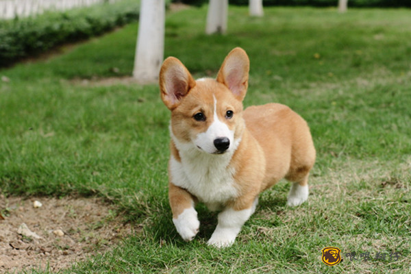 正月十五财运日 属狗 属猪 属鸡 吉星相伴 好运连连 属相 金牛座 贵人 财运 吉星
