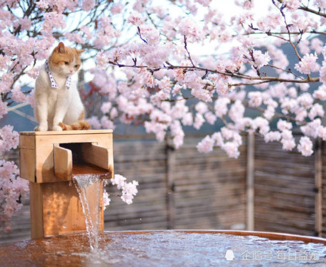 Tlc官网 日本超流行图片 柴狗和旅行猫 图片太美了
