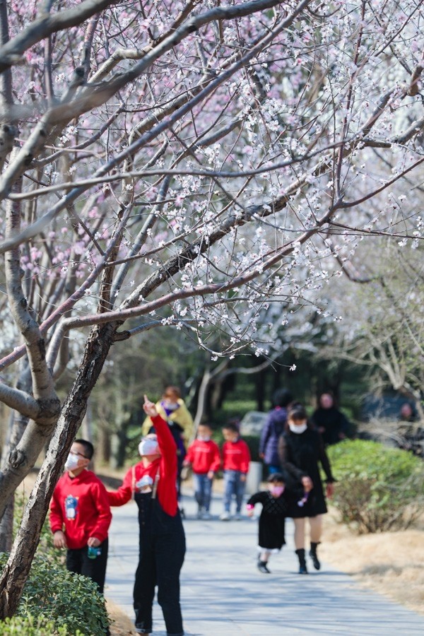 (攝影:徐舟)2月22日,棗莊市九龍灣國家溼地公園梅花競相綻放.