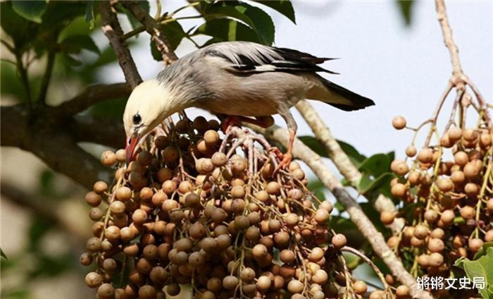 美国_社会|100年前放生60只鸟，如今每年损失约10亿美元，人民苦不堪言