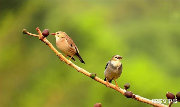 美国_社会|100年前放生60只鸟，如今每年损失约10亿美元，人民苦不堪言