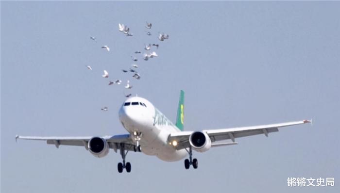 美国_社会|100年前放生60只鸟，如今每年损失约10亿美元，人民苦不堪言