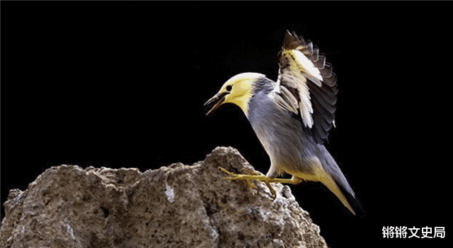 美国_社会|100年前放生60只鸟，如今每年损失约10亿美元，人民苦不堪言