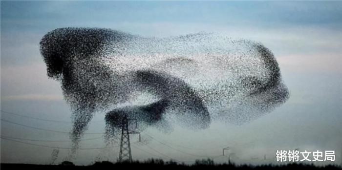 美国_社会|100年前放生60只鸟，如今每年损失约10亿美元，人民苦不堪言