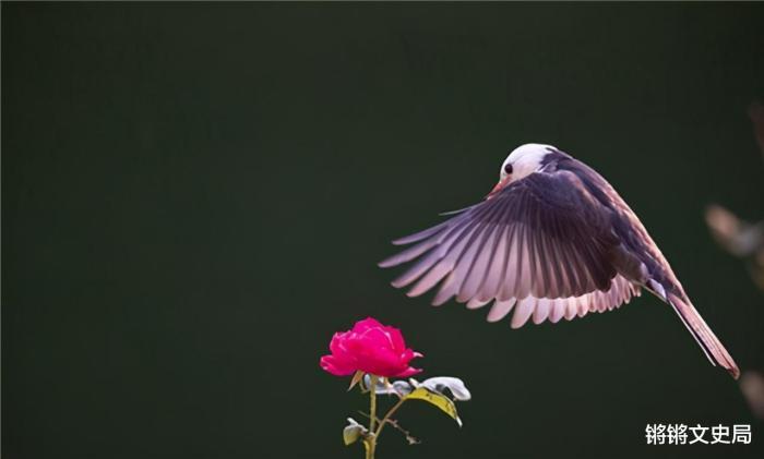 美国_社会|100年前放生60只鸟，如今每年损失约10亿美元，人民苦不堪言