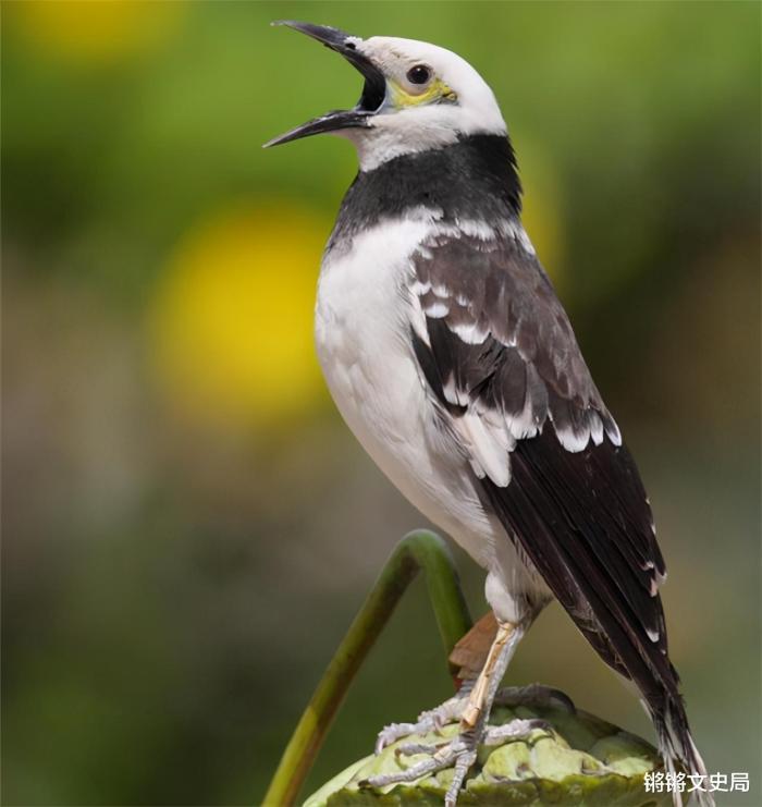美国_社会|100年前放生60只鸟，如今每年损失约10亿美元，人民苦不堪言