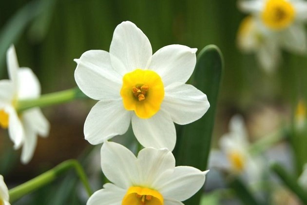 冬季水仙花怎麼養水仙花冬天的養殖方法