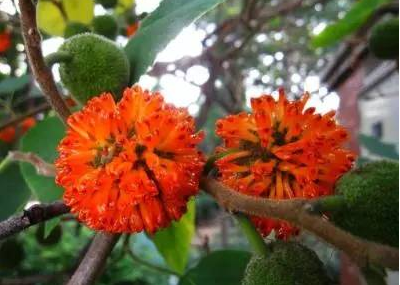 其实构树全身都是宝,不光是构树穗能当菜,当粮食吃,它的叶子,树皮