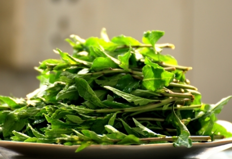 春菜上市啦,口口鲜嫩怎能错过!