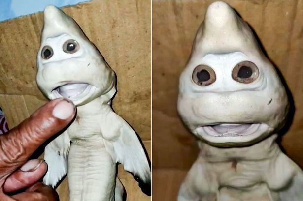 印尼惊现变异小鲨鱼长着一张人脸