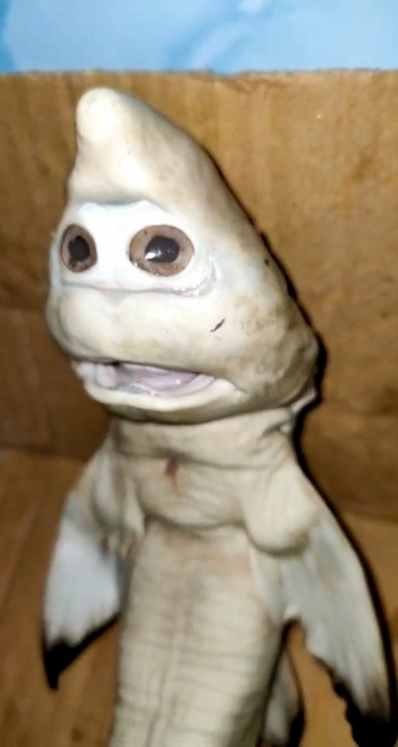 印尼惊现变异小鲨鱼,长着一张人脸