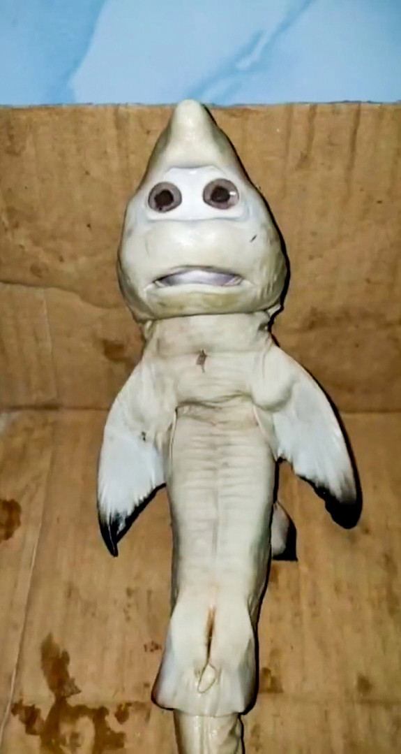 印尼惊现变异小鲨鱼长着一张人脸