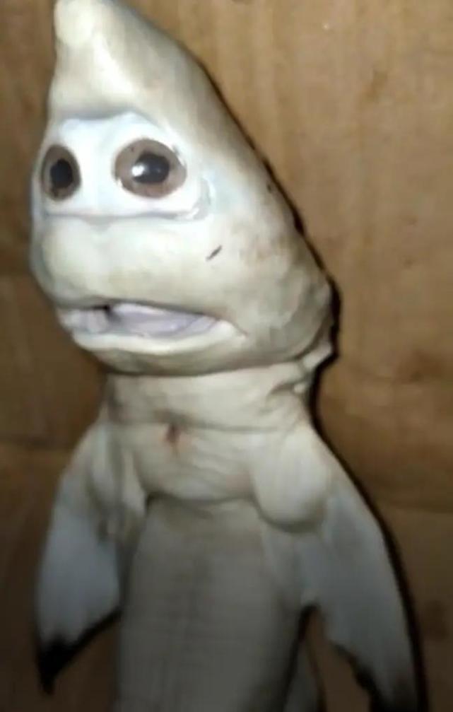 印尼渔民捕鲨发现母鲨肚中长着人脸的小鲨鱼