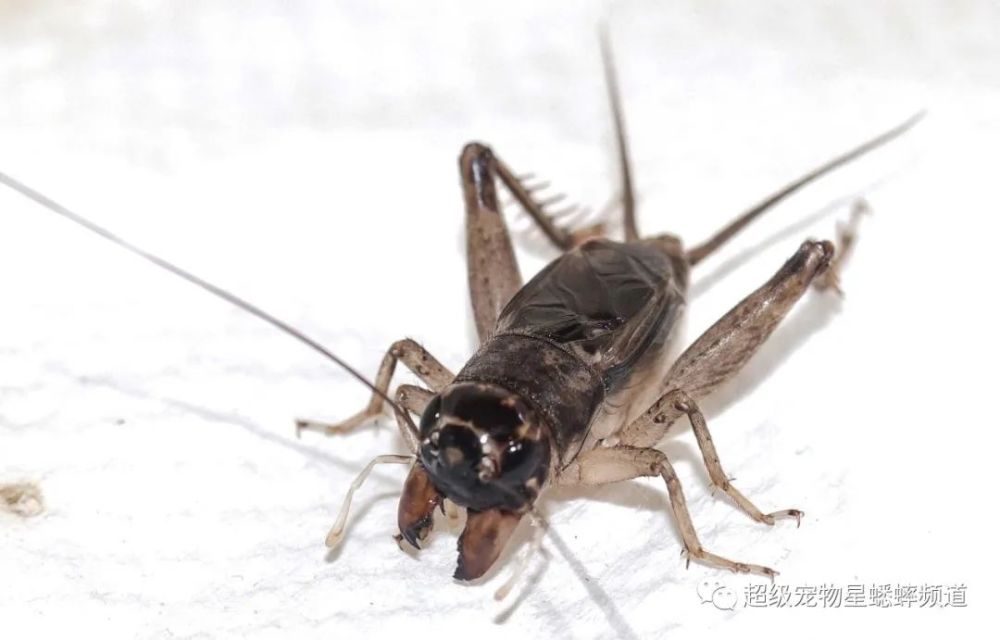 猛虫榜之过五关斩六将!漕河红牙白麻头