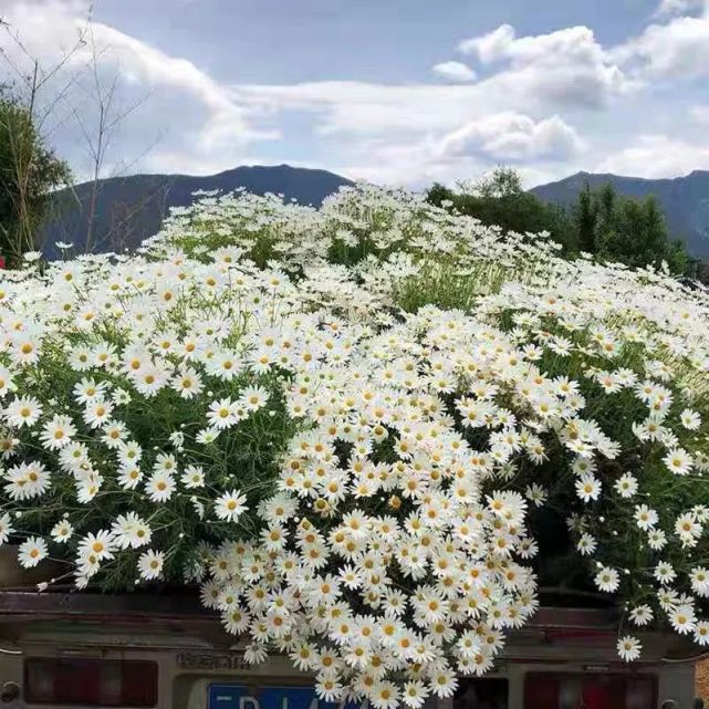 这花又叫 少女花 给点阳光就能开花 春天养几盆 繁花似锦 漂亮极了 腾讯网