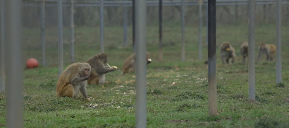 美国_社会|美国研发新冠疫苗实验猴紧缺，《纽约时报》赖中国“闭关锁猴”