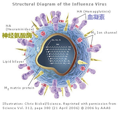 全球首次发生7例人类感染h5n8型禽流感病毒禽流感是怎么来的