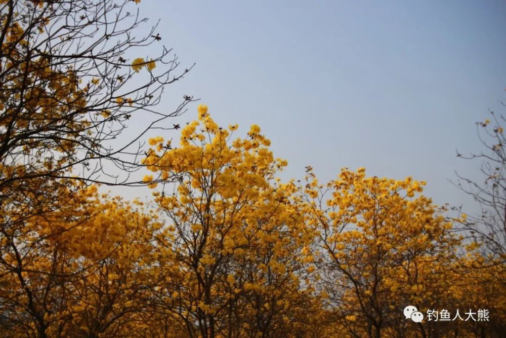 東莞松山湖不要只釣魚花開得正旺大家趕緊拍照打卡吧