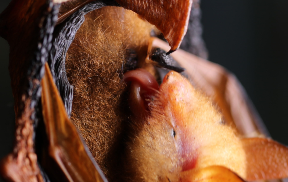 "这次发现的渡濑氏鼠耳蝠对于我们研究它在安徽本土的分布和种群数量