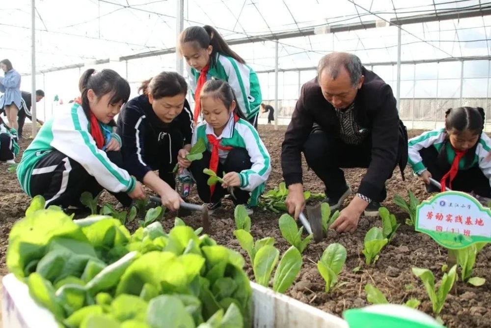 翠色慾流蘭江小學勞動實踐基地蔬菜豐收啦