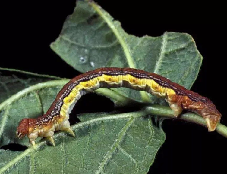 春尺蠖是什么东东,林业部门居然这么重视?_腾讯新闻