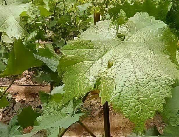 葡萄|掌握摘心的规律，成花、拉穗、坐果，你的葡萄全都要听你的