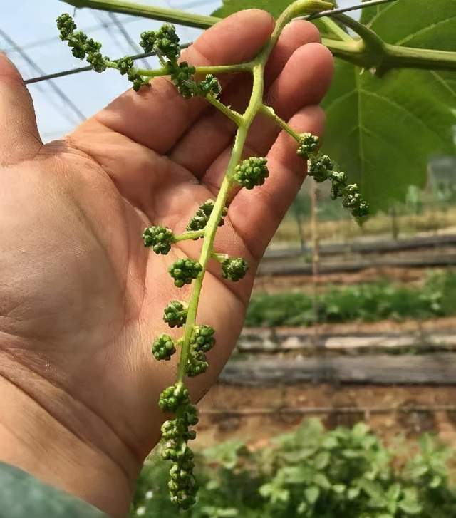 葡萄|掌握摘心的规律，成花、拉穗、坐果，你的葡萄全都要听你的