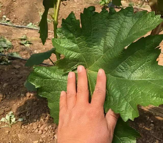 葡萄|掌握摘心的规律，成花、拉穗、坐果，你的葡萄全都要听你的