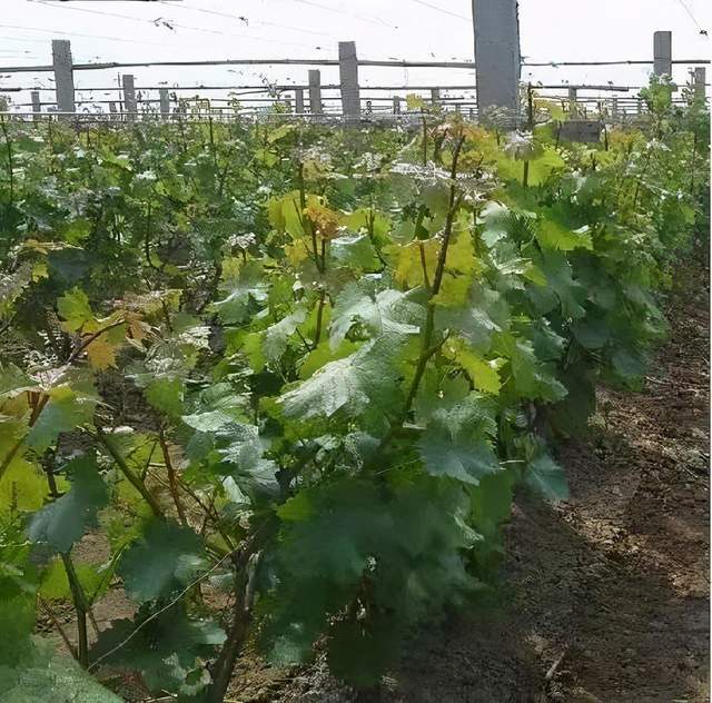 葡萄|掌握摘心的规律，成花、拉穗、坐果，你的葡萄全都要听你的