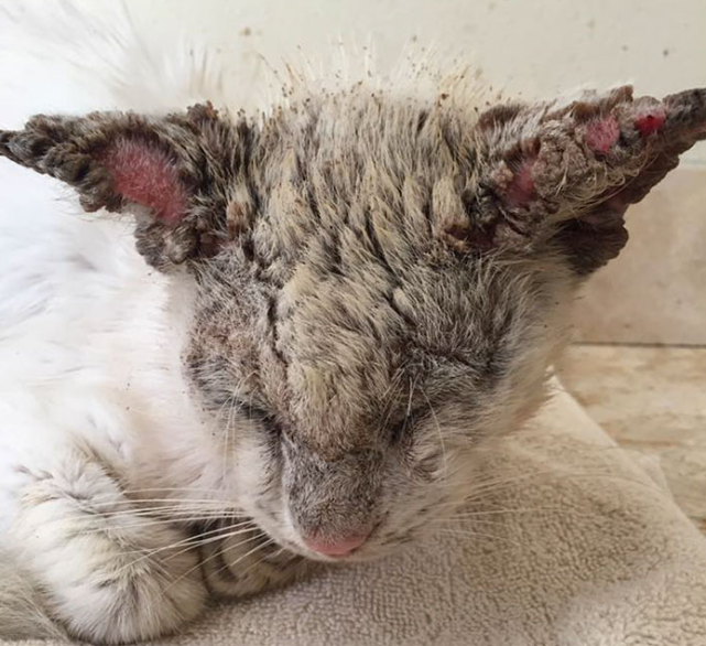 身上大面积的感染疥螨整只猫都是"石化"的状态心里就非常难受这只猫咪