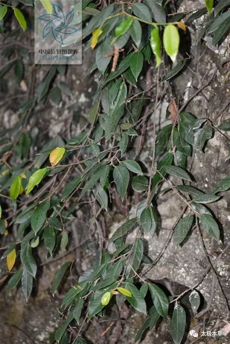 珍珠莲见过吗祛风除湿消肿解毒治风湿性关节炎癣症