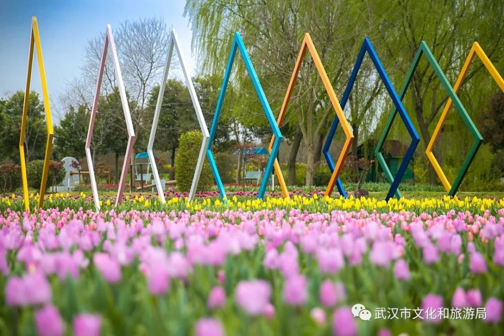 今年主题是"一江连心",用郁金香种出了黄鹤楼,长江水,雷神山/火神山
