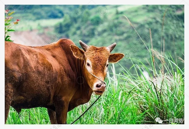 李永明老黄牛琐记