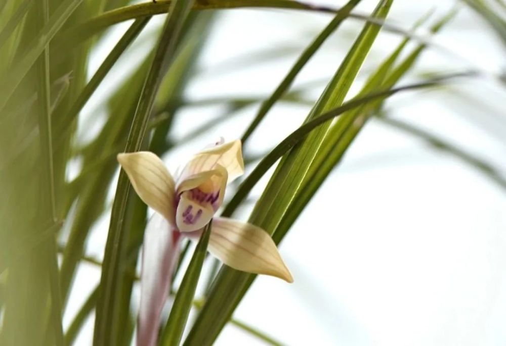 兰花|兰花怎样上盆？一提二偏三高，兰花成活很容易