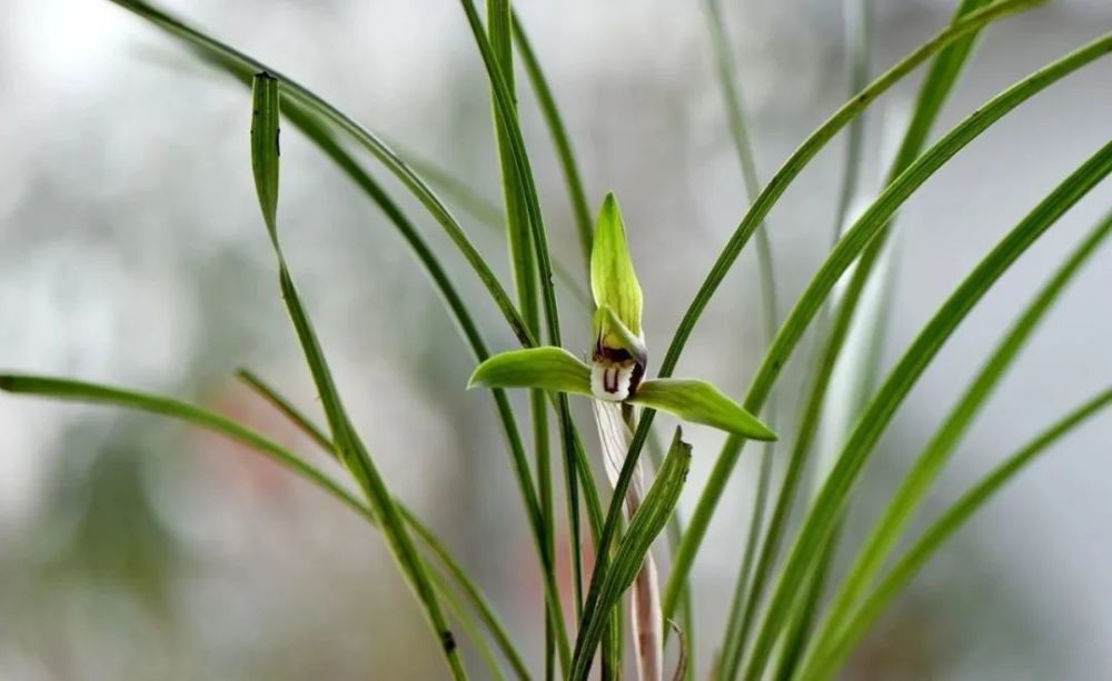 兰花|兰花怎样上盆？一提二偏三高，兰花成活很容易