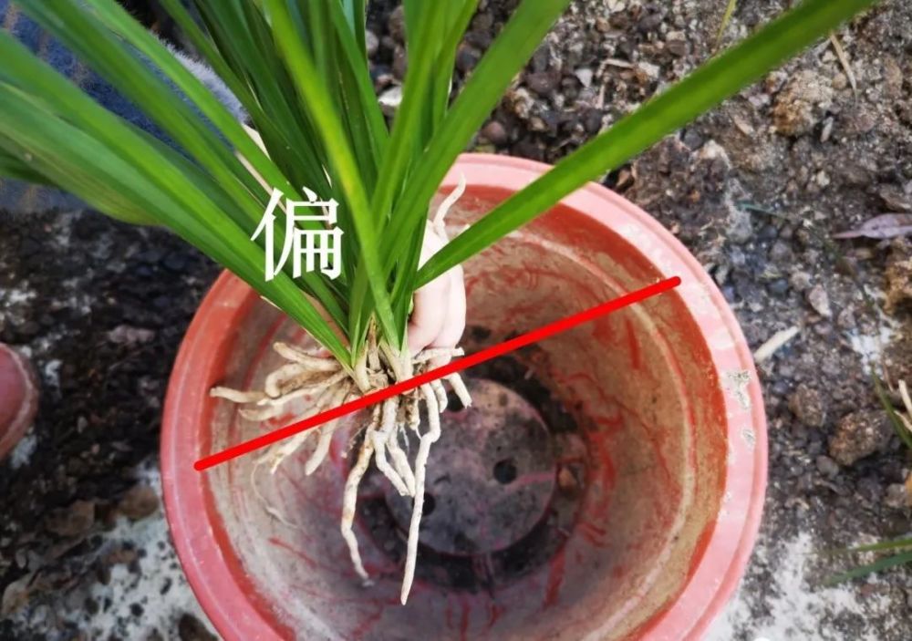 兰花|兰花怎样上盆？一提二偏三高，兰花成活很容易