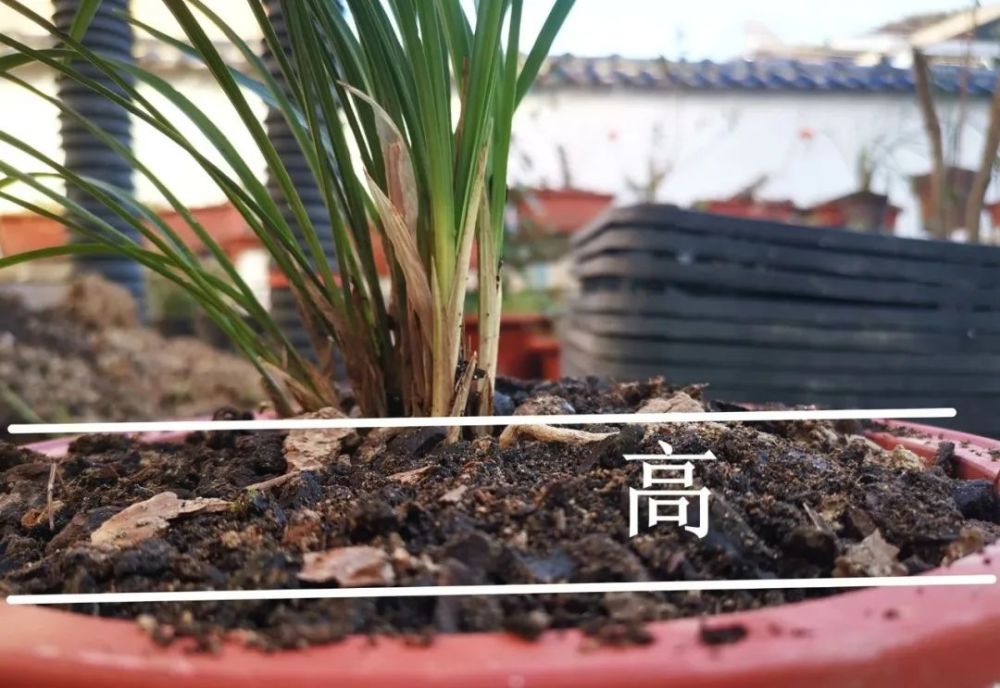 兰花|兰花怎样上盆？一提二偏三高，兰花成活很容易