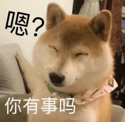 表情包柴犬狗狗系列