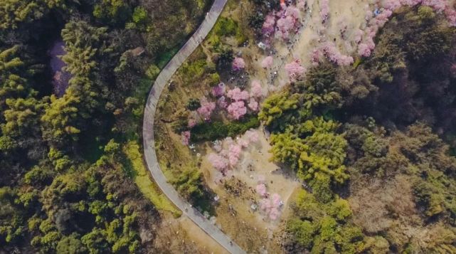 重慶賞花地圖公園篇春風一吹照母山的梅花就開了