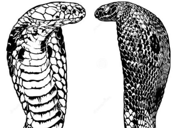 毒蛇会不会被蛇毒毒死为什么