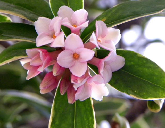 金边瑞香开得正艳,三方面养护"缓一缓",开得久,不落花