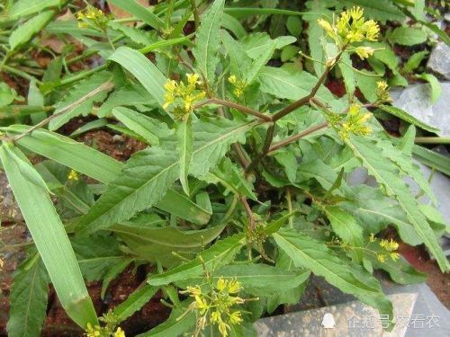 在山里遇上,运气就爆棚了,春季可作野菜,夏季可入药_腾讯新闻